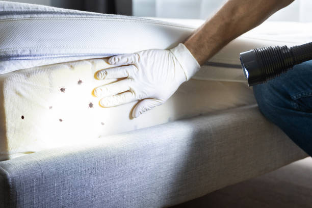 Best Pest Removal Services  in Franconia, VA
