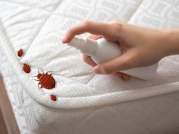 Best Wasp Removal Services  in Franconia, VA
